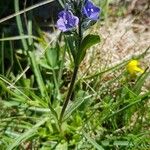 Veronica bellidioides Fula