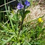 Veronica bellidioides Blomst