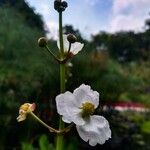 Sagittaria lancifolia Λουλούδι