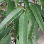 Ficus binnendykii Foglia