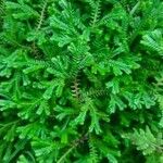 Selaginella martensii Levél