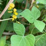 Rhynchosia minima Flower