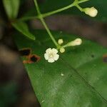 Psychotria solfiana Floro