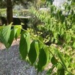 Callicarpa dichotoma Yaprak