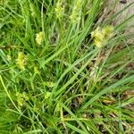 Carex vulpinoidea Hoja