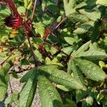 Hibiscus sabdariffa Leaf