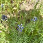Lupinus bicolor Flower