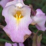 Eulophia cucullata Flor