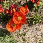 Papaver croceum 花