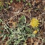 Centaurea acaulis Blüte