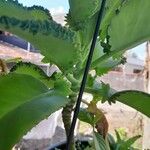 Bryophyllum pinnatum 叶