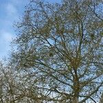 Platanus mexicana Агульны выгляд