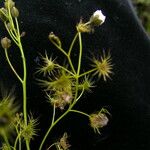 Drosera peltata ശീലം