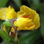 Pterocarpus officinalis Kwiat