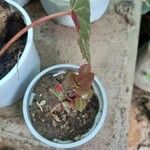 Oxalis hedysaroides Leaf
