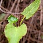 Fallopia convolvulus 叶