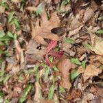 Toxicodendron diversilobum Hoja
