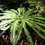 Sticherus flabellatus Leaf