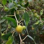 Ziziphus spina-christi Fruchs