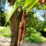 Betula lenta ফুল