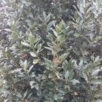 Laurus nobilis Облик