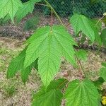 Acer spicatum Leaf