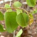 Pseudolachnostylis maprouneifolia Leaf
