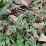 Corydalis flavula Leaf