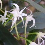 Cyrtorchis chailluana Flower