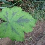 Rubus alceifolius Levél