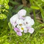 Iberis amara Floare