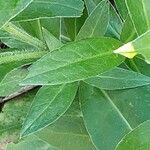 Centaurea montana Leaf