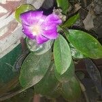 Pereskia grandifolia花