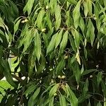 Quercus myrsinifolia Blatt