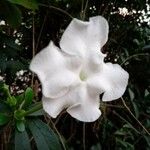 Brunfelsia americana Virág