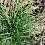 Dianthus arenarius Leaf