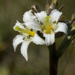 Nephrophyllidium crista-galli Flower