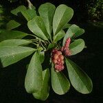 Magnolia sprengeri Leaf