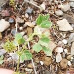 Medicago truncatula Blatt