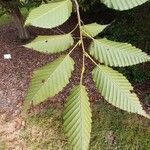 Carpinus cordata Hoja
