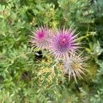 Ptilostemon hispanicus Flower
