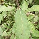 Salix cinerea Leaf