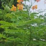 Delonix regia Blüte