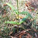 Dipsacus sativus Feuille