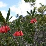 Thiollierea macrophylla Floare