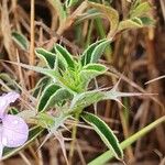 Barleria delamerei Blad