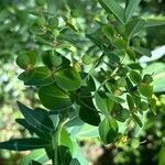 Euphorbia cornigera Flower