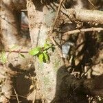 Commiphora madagascariensis 葉