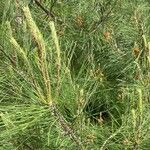 Pinus nigra List