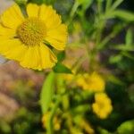 Helenium autumnaleŽiedas